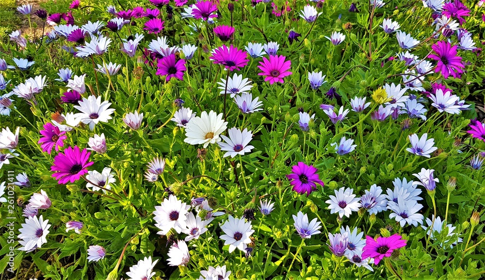 Naklejka premium Flowers of Dimorphotheca ecklonis