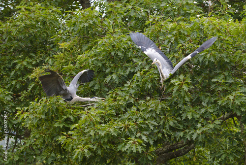 Herons in trees