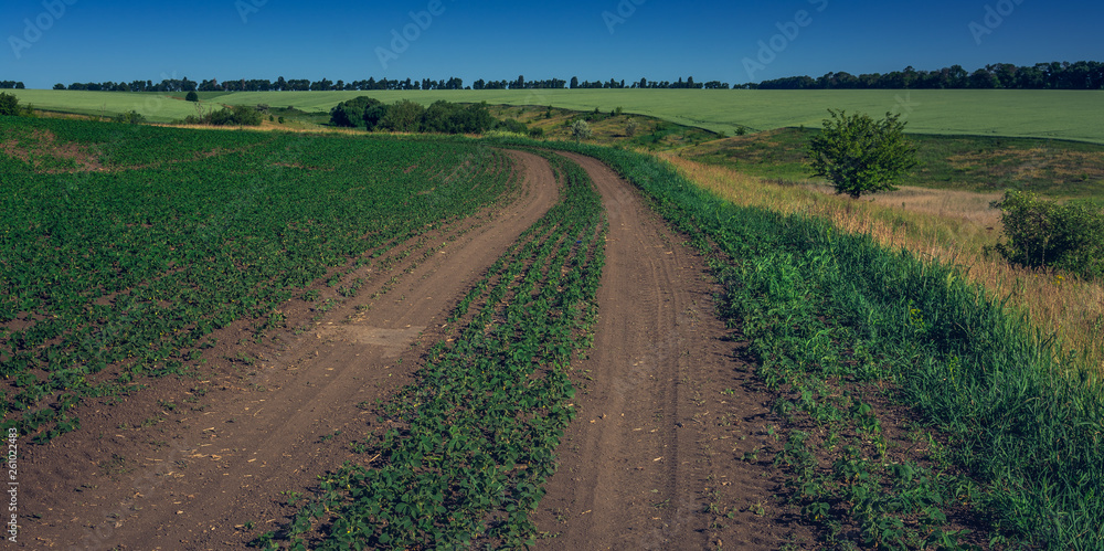 Fields landscape in summer sunset and sunrise Fields landscape in summer sunset and sunrise