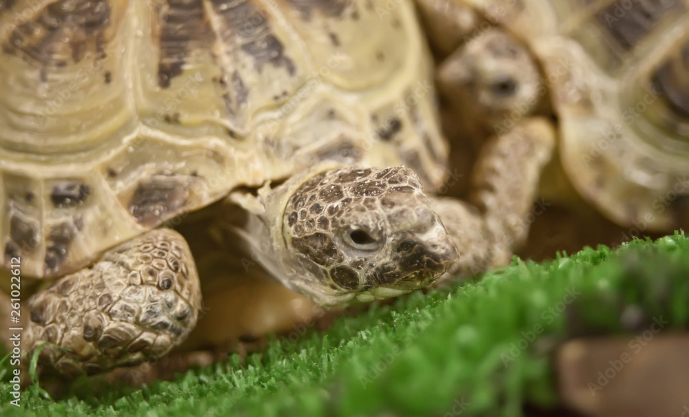 close up of a brown turtle on the grass close up of a brown turtle on the grass