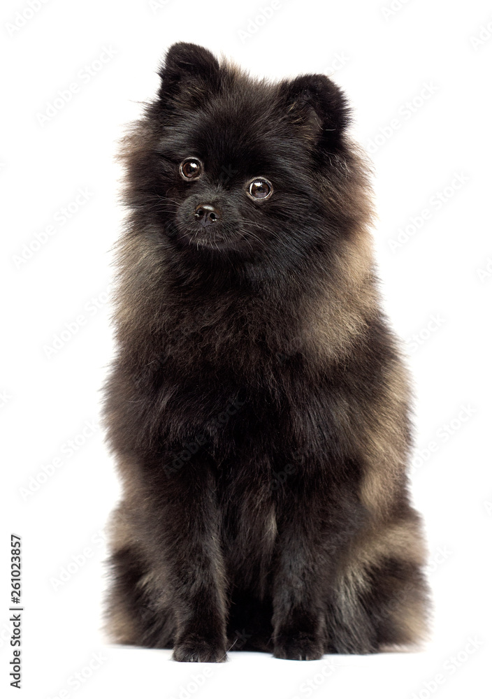 dog breed spitz on a white background dog breed spitz on a white background