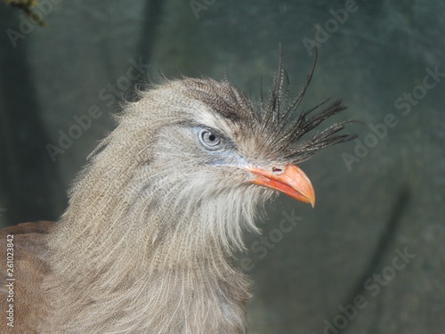 Red legged seriema