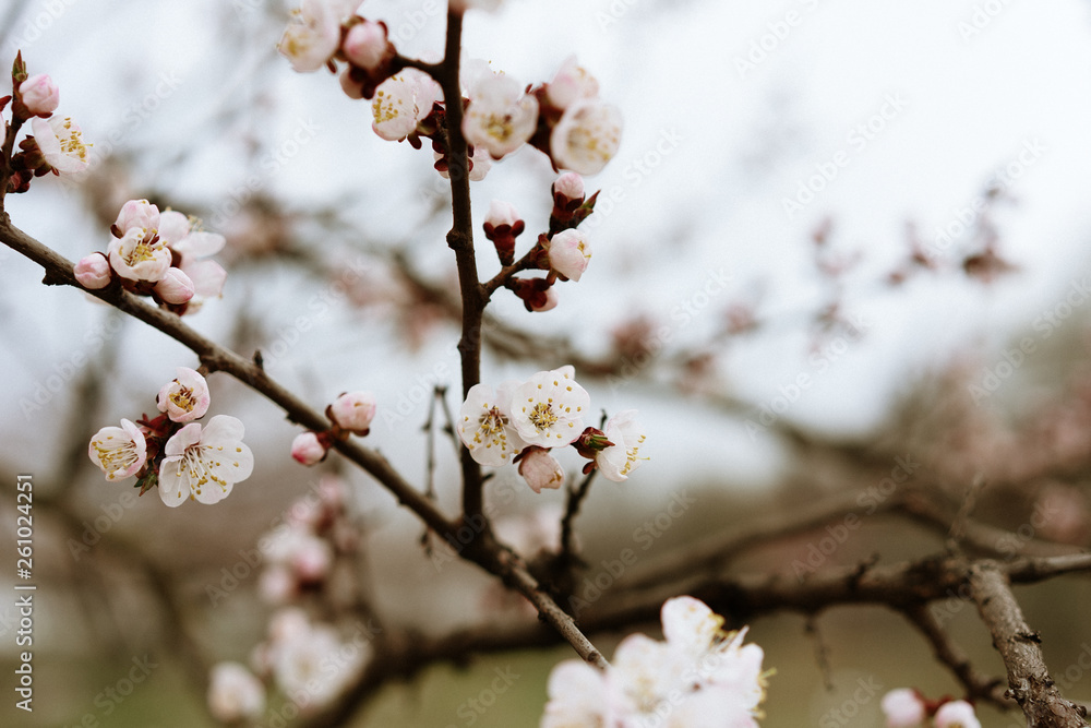 first flowering apricots, spring came, selective focus first flowering apricots, spring came, selective focus