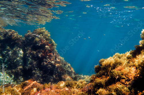 underwater background with rocks and algae