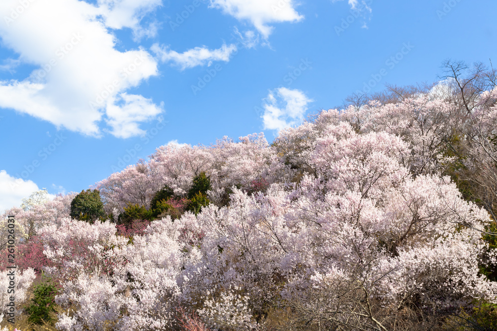 花見山公園