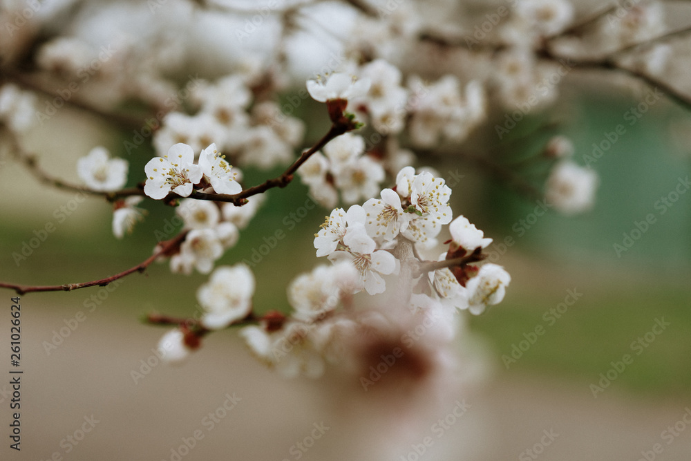 first flowering apricots, spring came, selective focus first flowering apricots, spring came, selective focus