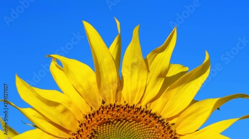 sunflowers grow in the field in the summer