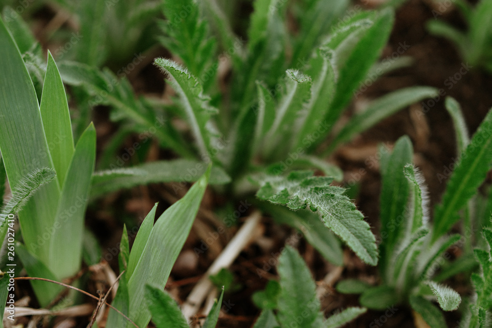 beautiful fresh spring green grass, fleecy plant texture beautiful fresh spring green grass, fleecy plant texture