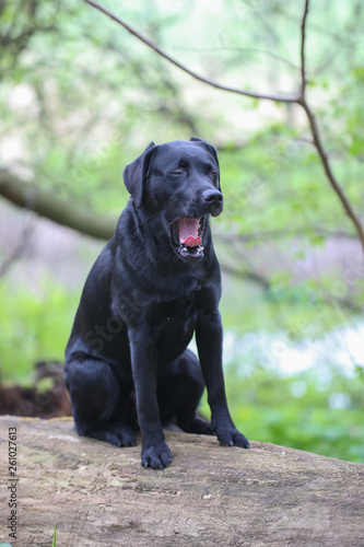 Junger Labrador auf einem Spaziergang