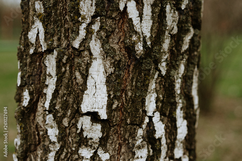 Fototapeta Naklejka Na Ścianę i Meble -   birch tree bark texture