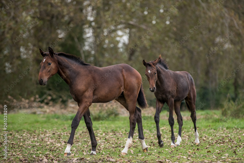 Fohlen auf der Weide, Zwillingsfohlen auf einer Herbstweide, zwei Warmblutflohlen