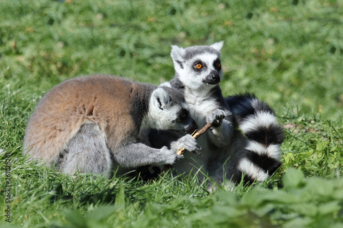 Katta / Ring-tailed Lemur / Lemur catta