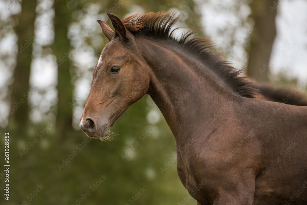Warmblutfohlen auf der Weide Warmblutfohlen auf der Weide