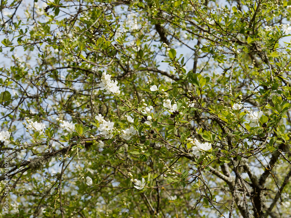 Exochorda x macrantha 'The Bride' ou Arbre aux perles. Un arbuste ornemental aux branches arquées, garnies de grappes de fleurs en cascades de couleur blanc pur et au feuillage vert clair