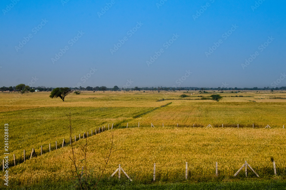 ripe wheat crop Farm field on blue sky