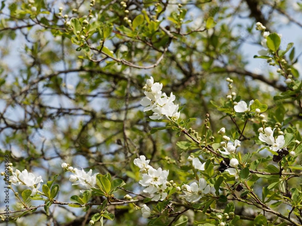 Exochorda x macrantha 'The Bride' ou Arbre aux perles. Un arbuste ornemental aux branches arquées, garnies de grappes de fleurs en cascades de couleur blanc pur et au feuillage vert clair Exochorda x macrantha 'The Bride' ou Arbre aux perles. Un arbuste ornemental aux branches arquées, garnies de grappes de fleurs en cascades de couleur blanc pur et au feuillage vert clair