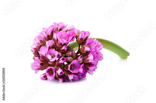 Close-up view to pink flower bergenia  also called elephant-ear  badan  Siberian tea  Mongolian tea  leather bergenia  isolated on white background. Bergenia crassifolia.