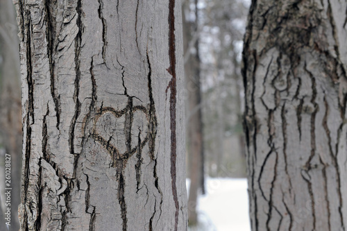 cœur sur un arbre photo