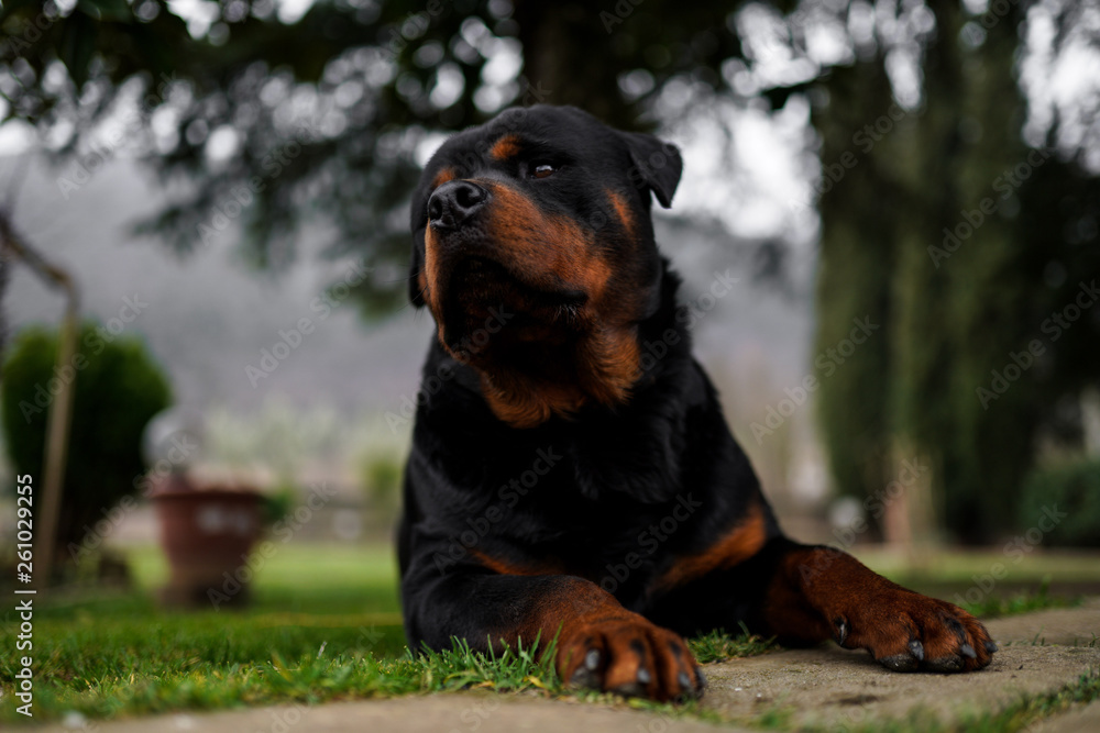 Beautiful rottweiler dog portrait on the background of nature Beautiful rottweiler dog portrait on the background of nature
