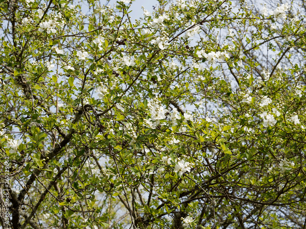Exochorda x macrantha 'The Bride' ou Arbre aux perles. Un arbuste ornemental aux branches arquées, garnies de grappes de fleurs en cascades de couleur blanc pur et au feuillage vert clair Exochorda x macrantha 'The Bride' ou Arbre aux perles. Un arbuste ornemental aux branches arquées, garnies de grappes de fleurs en cascades de couleur blanc pur et au feuillage vert clair