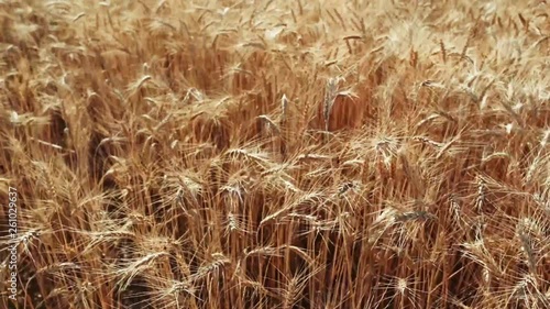 golden wheat field