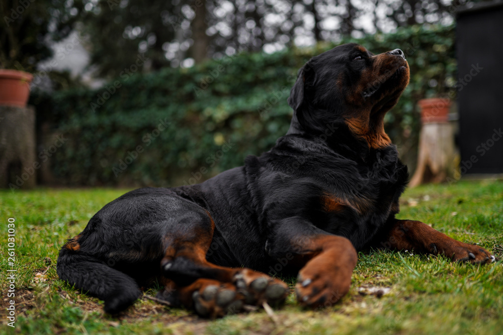 Beautiful great rottweiler laying in the garden and looking upwards