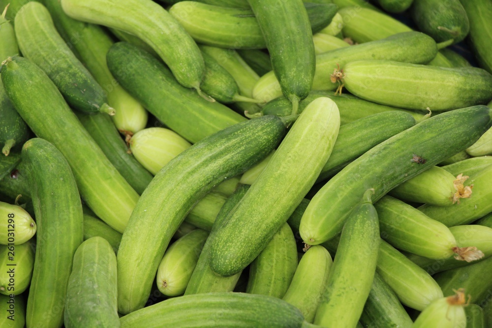 Fresh cucumbers for cooking in the market Fresh cucumbers for cooking in the market