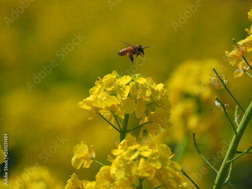 ハチ © mikansana