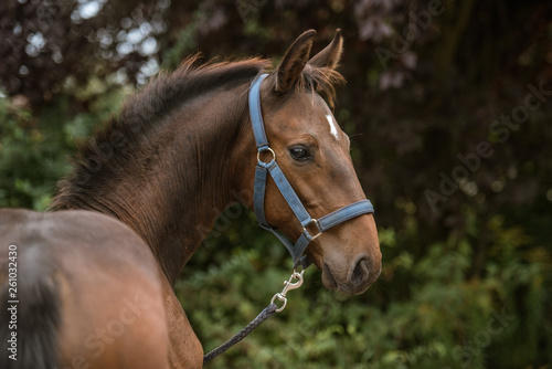 Pferd Warmblutfohlen im Portrait © Ines Hasenau