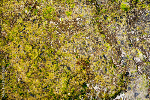 background  texture  the surface of an old concrete slab  covered with stains of moss or algae