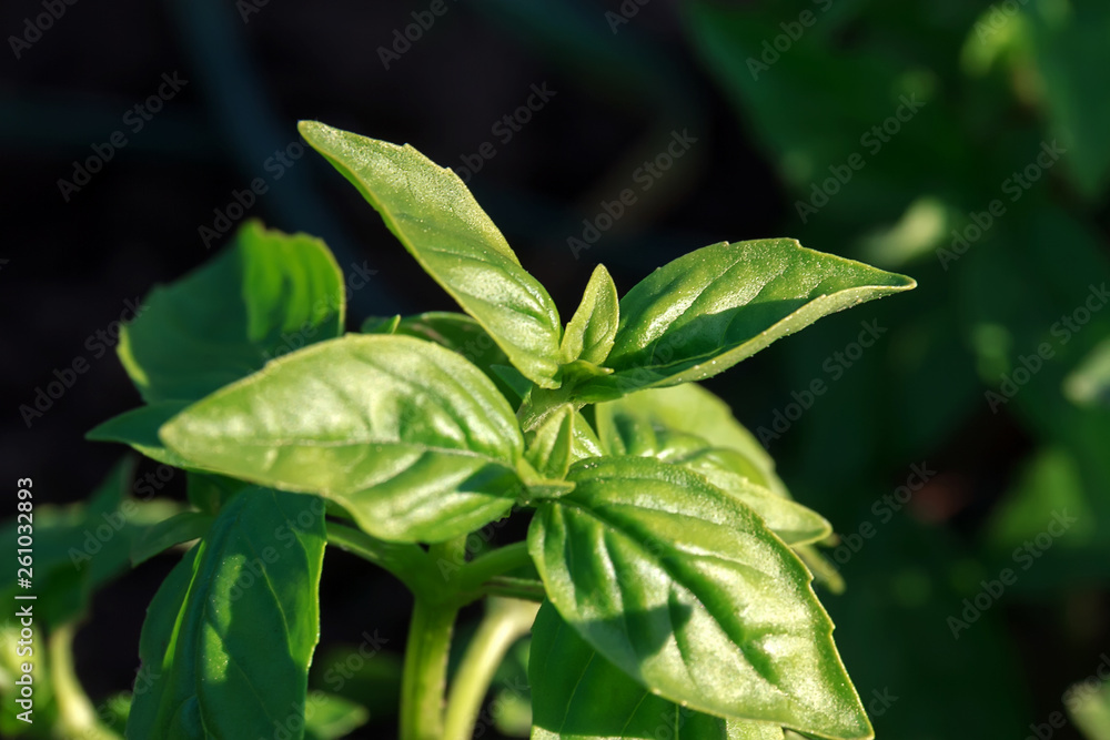Fresh green Oregano in the garden in the summer Fresh green Oregano in the garden in the summer