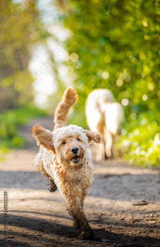 Wallpaper Mural The Cockapoo Torontodigital.ca