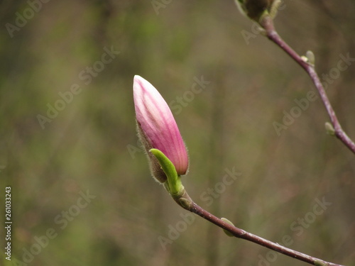 bud of magnolia