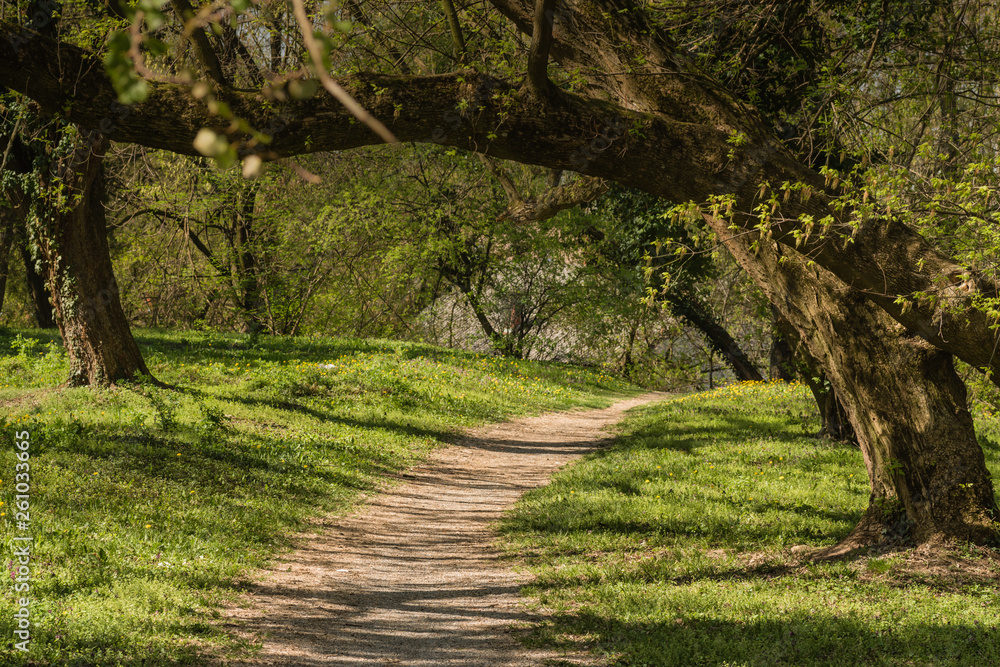 Fototapeta premium Forrest background, with free leafs and generic scenery.