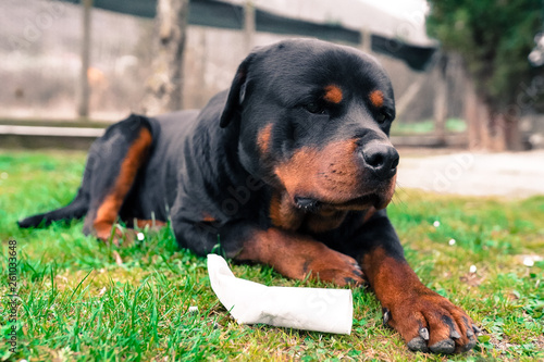 Funny rottweiler dog laying and playing in the garden