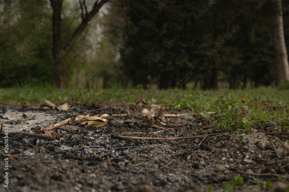 Ash in gorund, green forrest in background. Ash in gorund, green forrest in background.