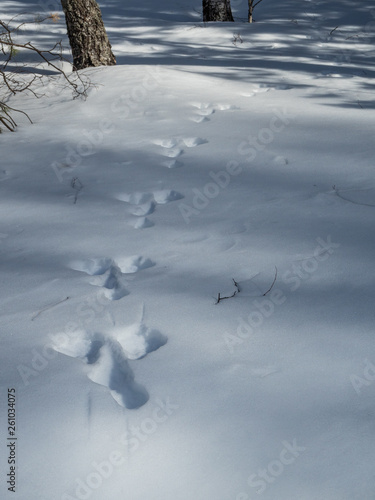 Traces of a large white hare in the snow in a forest in Altai, Russia