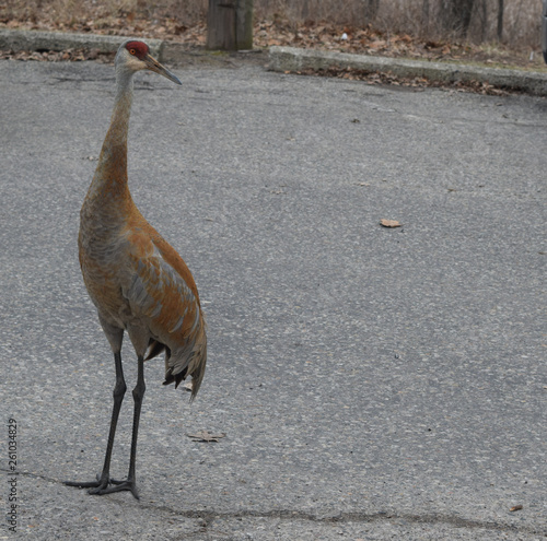 rurual crane twilight cr2019darrelljbanks photo