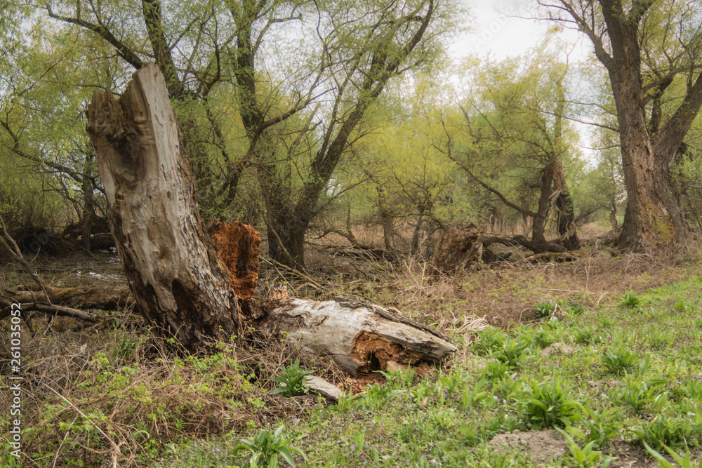 Shot of swamp in spring with early green leafs and dryed branches in water and dryed shrubs.