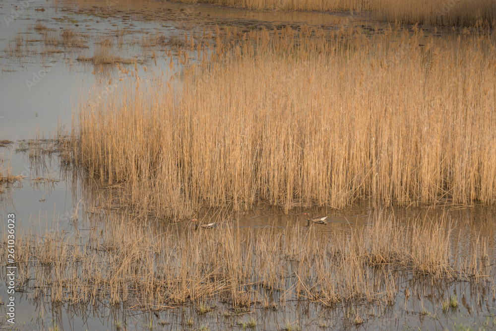 Shot of swamp in spring with early green leafs and dryed branches in water and dryed shrubs. Shot of swamp in spring with early green leafs and dryed branches in water and dryed shrubs.