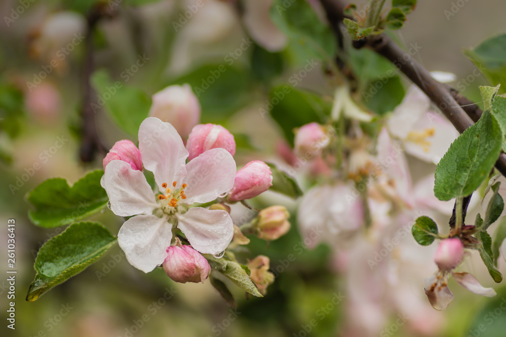 Obraz premium Red apple flowers, macro shot closeup.