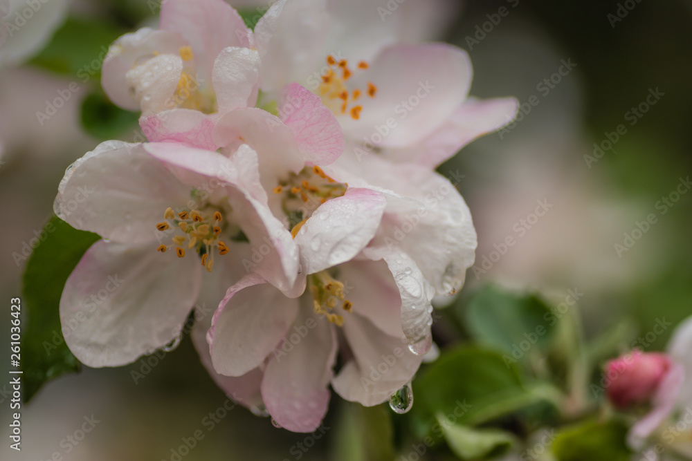 Red apple flowers, macro shot closeup.