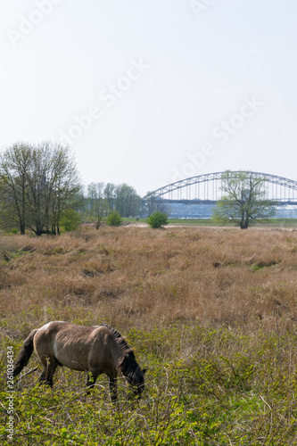 The Waalbrug From The Ooijpolder