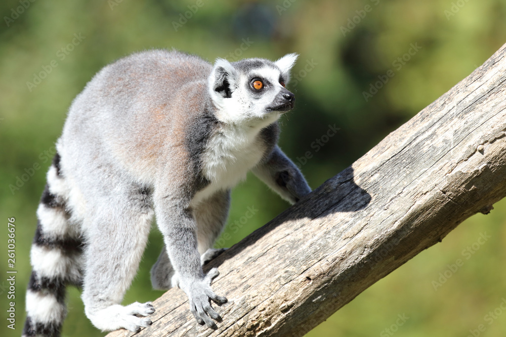 Obraz premium Katta / Ring-tailed Lemur / Lemur catta