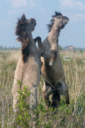 Horses Fightinh In The Ooijpolder photo