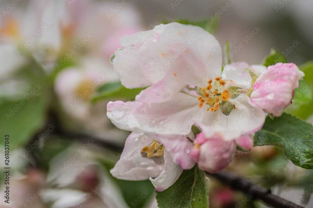 Red apple flowers, macro shot closeup. Red apple flowers, macro shot closeup.