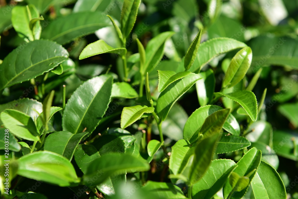 Tea Picking in Chinese Tea Gardens Tea Picking in Chinese Tea Gardens