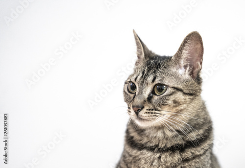 tabby grey Chinese Lihua cat isolated in white back ground © fan