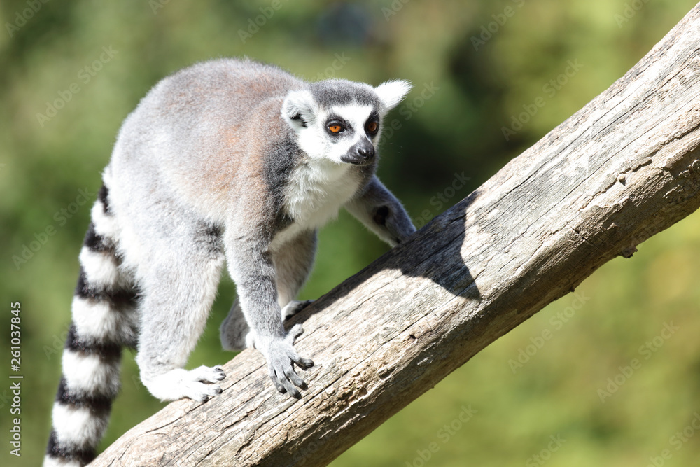 Fototapeta premium Katta / Ring-tailed Lemur / Lemur catta