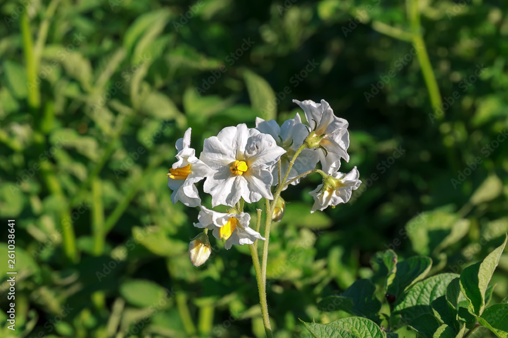 White flowers of blooming potatoes White flowers of blooming potatoes
